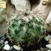 Turbinicarpus _saueri_ 01